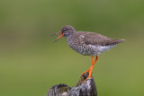 Common Redshank (Tringa totanus)