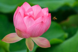Bees