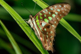 Conservatory Butterflies