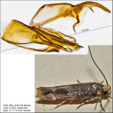 1841 - Trypanisma prudens IMG_4198.jpg