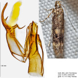 1841 - Trypanisma prudens IMG_4201.jpg