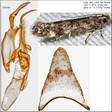 1766 - Glauce pectenalaeella IMG_4368.jpg
