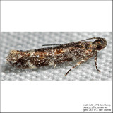 1766 - Glauce pectenalaeella IMG IMG_4770.jpg