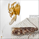 1766 - Glauce pectenalaeella IMG_4803.jpg