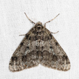 6660 – Small Phigalia – Phigalia strigataria