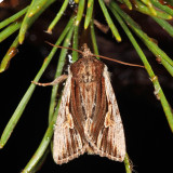 10520 - Bicolored Woodgrain - Morrisonia evicta