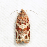 3603 - Jack Pine Tube Moth - Argyrotaenia tabulana