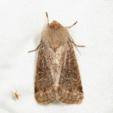 10490 - Subdued Quaker - Orthosia revicta