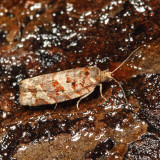 3603 - Jack Pine Tube Moth - Argyrotaenia tabulana