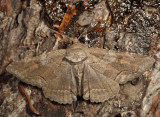 8702 - Gray Spring Zale - Zale submediana