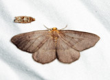 6892 - Yellow-headed Looper - Lambdina pellucidaria