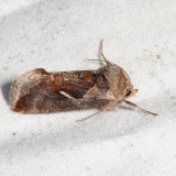8924 - Celery Looper - Anagrapha falcifera