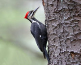 Pileated Woodpecker - Dryocopus pileatus