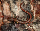 Four-toed Salamander - Hemidactylium scutatum