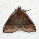 8727 - Maple Looper - Parallelia bistriaris