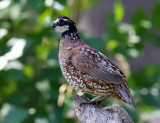 Northern Bobwhite - Colinus virginianus