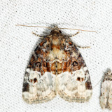 9410 – Neoligia crytora