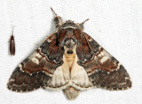 7921 - Chocolate Prominent - Peridea ferruginea