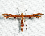 6092 - Himmelman's Plume Moth - Geina tenuidactylus