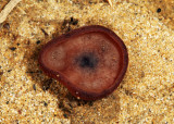 Peziza varia (Common Brown Cup)