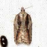 3550 - Acleris youngana
