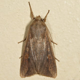 10438 - The White-speck - Mythimna unipuncta