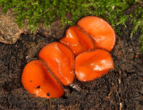 Scutellinia scutellata - (Eyelash cup)