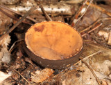 Galiella rufa