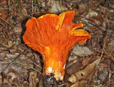 Hypomyces lactifluorum (The Lobster Mushroom)