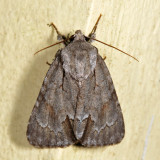9211 - Triton Dagger - Acronicta tritona