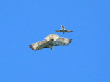 Red-tailed Hawk - Buteo jamaicensis (being harrassed by an American Kestrel)