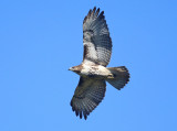 Red-tailed Hawk - Buteo jamaicensis