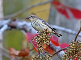 Yellow-rumped Warbler - Setophaga coronata