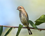 Yellow-rumped Warbler - Setophaga coronata