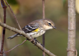 Yellow-rumped Warbler - Setophaga coronata