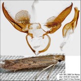 1702 – Isophrictis similiella IMG_5868.jpg