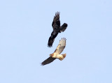 Common Raven harassing a Red-tailed Hawk
