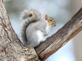Eastern Gray Squirrel - Sciurus carolinensis