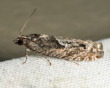 Pseudexentera sp.