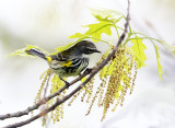 Yellow-rumped Warbler - Setophaga coronata