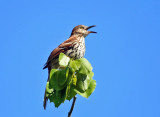 Brown Thrasher - Toxostoma rufum