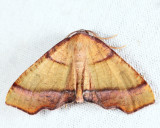 6842 - Straight-lined Plagodis - Plagodis phlogosaria