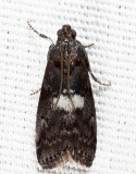 5773 - Engel's Salebriaria - Salebriaria engeli
