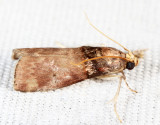 5670 - Acrobasis aurorella