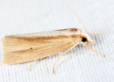 5469 – Epina alleni