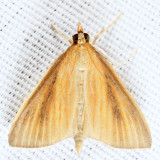 4937 – Streaked Orange Moth – Nascia acutella
