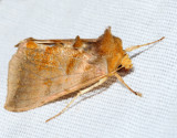 8896 - Dark-spotted Looper - Diachrysia aereoides