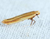Caloptilia sp.