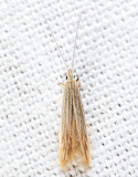 1365 - Streaked Coleophora - Coleophora cratipennella