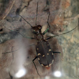 Eastern Red-bellied Tiger Beetle - Cicindelidia rufiventris hentzii